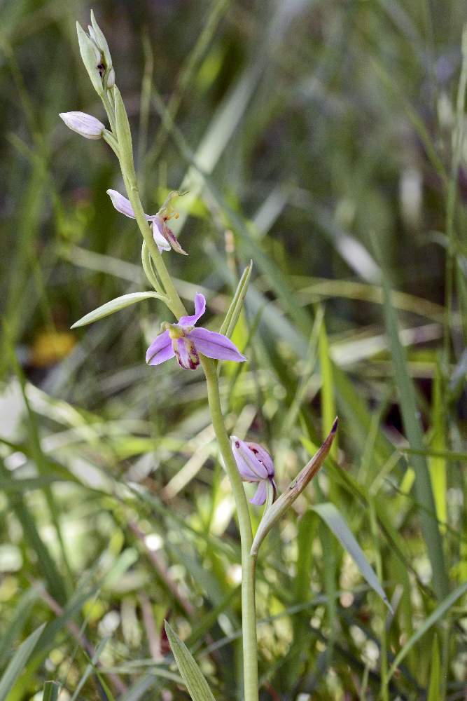 Ophrys apifera v. tilaventin